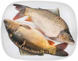 PONTY Ft/kg, Cyprinus Carpio,