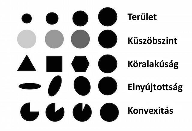 Detekció a foltkeresés lényege az, hogy ezeket a régiókat megtaláljuk és azonosítsuk őket.