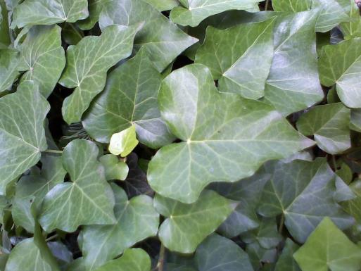Bioextra Galagonya tea Kiszerelés:20db filter Galagonya filtertea enyhe szívpanaszok