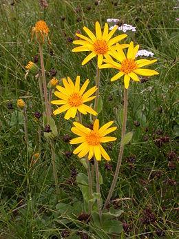 24 Árnika Arnica montana Védett! Az árnika a fészkesek (Asteraceae vagy Compositae) növénycsalád Arnica nemzetségébe tartozik.