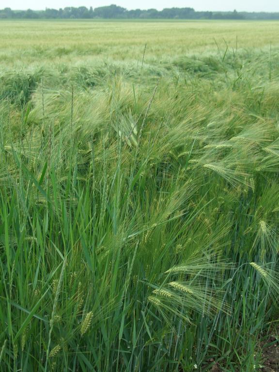 A hegyvidékek régóta ismert, ma már védett gyógynövénye. Hatóanyag: illóolajat, cserzősavat, szeszkviterpén-laktonokat (helenalint, dihidrohelenalint), flavonoidokat, tartalmaz.