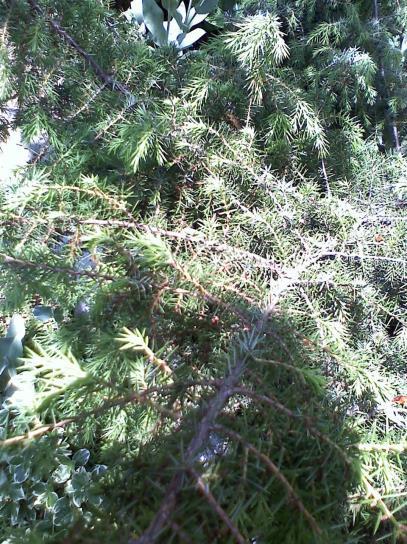 BODZA = Sambucus nigra Fekete bodza Bodzafélék családja, cserje, vagy fa Ernyős virágzatú, aprók, sárgásfehérek, kellemes illatúak Virágzás: május-június Termés: gömbölyű, feketéslila, bogyós íze