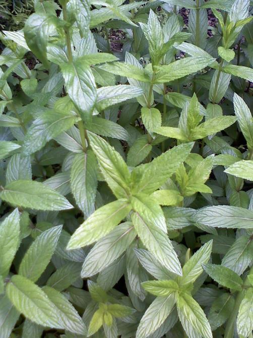 BORSMENTA = Mentha piperita Ajakosvirágzatúak családja, hazánkban termesztett, jellegzetes illatú, évelő Vízimenta + zöld menta kereszteződéséből előá llított hibrid, gyökértörzse vékony,