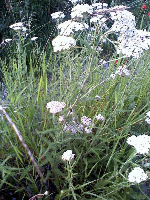 CICKAFARK = Achillea millefolium Közönséges cickafark = Orvosi Cickafark = Ezerlevelűfű Fészkesvirágzatúak, réteken, utak mentén, jellegzetes illatú, szürkészöld évelő.