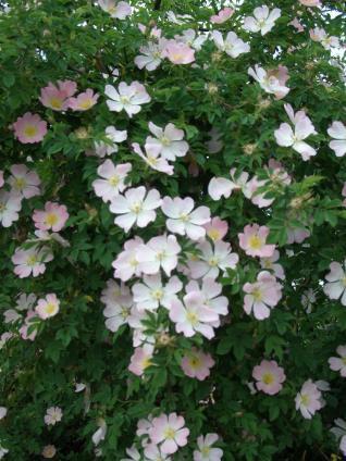 CSIPKERÓZSA = Rosa canina Gyepürózsa =Vadrózsa = Ebrózsa Rózsafélék, vadon élő, és termesztett évelő cserje, 2-3 méter magas is lehet, ágaik ívesek, tüskések.
