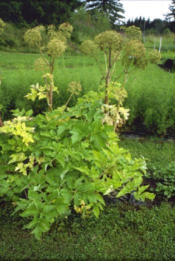 26 ÉDESGYÖKÉR = Glycyrrhiza glabra Édesfa = Igazi édesgyökér Hüvelyesek családja, kertekben, szántókon elterjedt vadon élő, évelő.