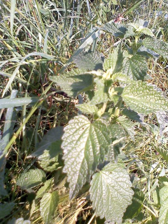 FEHÉR ÁRVACSALÁN = Lamium album Fehér holtcsalán Ajakosvirágúak családja, évelő növény. Szára 30-40 cm magas, egyenes, gyéren szőrös. Levelei keresztben átellenesek, fűrészesek.