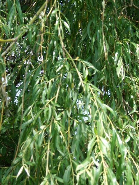 FEHÉR FŰZ = Salix alba Fűzfafélék családja, vizek mellett élő fa.