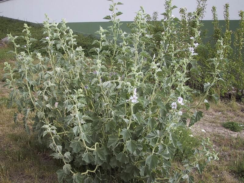 Felhasználás: Belsőleg: főzete belső vérzések, bélhurut, reuma, izületi bántalmak, gyomorhurut, hólyaghurut, láznál izzasztó Külsőleg: fagyott testrészek, aranyeres bántalmak ülőfürdő, bőrlemosások