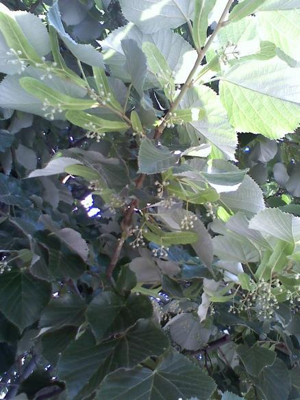 HÁRSFA = Tilia cordata Orvosi hárs Hársfélék családja. Kislevelű, nagylevelű és széles-levelű hárs tartozik az orvosi hársak közé. Az ipari hársak: az ezüst vagy molyhos-levelű hárs.