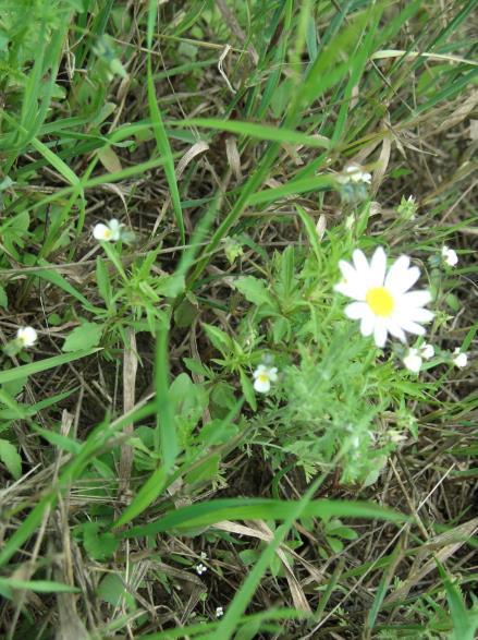 KAKUKKFŰ = Thymus vulgaris Vadkakukkfű = Mezei kakukkfű = Démutka Ajakosvirágúak családja, kellemes illatú, aromás, kámforos ízű évelő cserje. Száruk 10-30 cm magas, kúszó vagy felemelkedő.