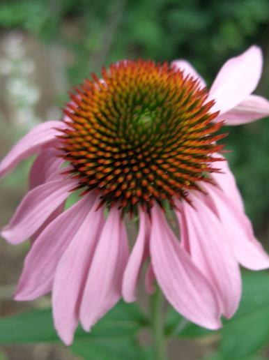KASVIRÁG = Echinenacea purpurea Lángvörös kasvirág = Bíborkasvirág = Piros kúpvirág Az immunrendszer őre Fészkesvirágzatúak családja, gyógyászatilag három fajt használunk fel: E. purpurea, E.