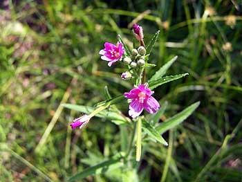KISVIRÁGÚ FÜZIKE = EPILOBIUM PARVIFLORUM (Forrás: internet) A ligetszépefélék (Onagraceae) családjába tartozik.