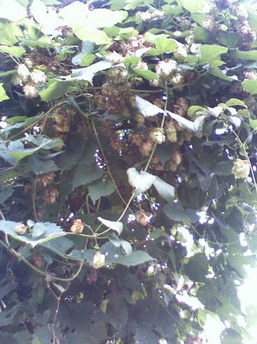 Gyógyhatású fajok: - Alpesi füzike (Epilobium anagallidifolium) Magyarországon nem őshonos.