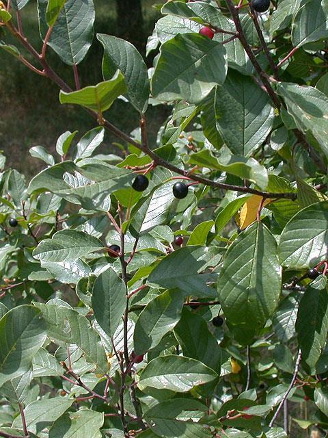 KUTYABENGE = Rhamnus frangula (Forrás: internet) Lángfa Bengefélék családja, nedves, lápos helyen élő 2-3 m magas cserje vagy fa. Ágai szürkék, a kéreg 1-2 mm vastag, belül zöldessárga.