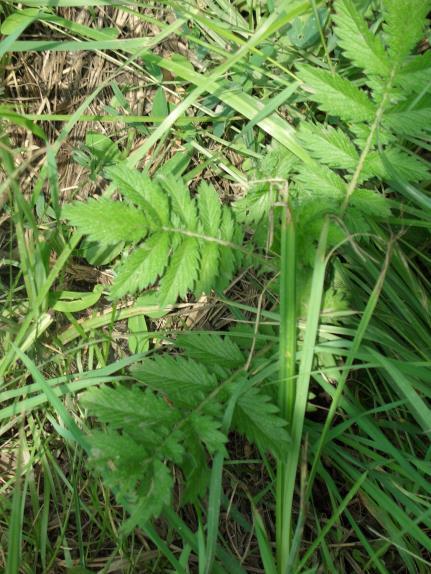 LEVENDULA = Lavandula officinalis Francia levendula Ajakosvirágúak családja, termesztett félcserje. Szára 50 cm-nél magasabb, elágazó. Levél hosszúkás, szálas, vagy lándzsás.