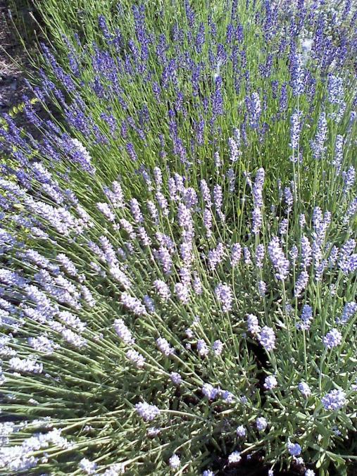 étvágyjavító Külsőleg: illatszerek, fürdősók, fürdőolajok, kozmetikumok LIBAPIMPÓ = Potentilla anserina Libavirág = Lúdpázsit = Fehérhátúfű Rózsafélék családja, nyirkos réteken élő