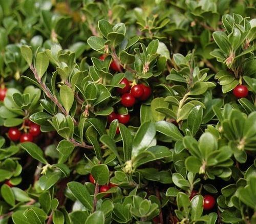 Gyűjtés: levél Drog: arbutin, metilarbutin, hidrokinon, cserzőanyag, gallusz-sav, flavonglikozida, illóolaj Felhasználás: Belsőleg: teája vizeletfertőtlenítő, adstringens hatású hólyag, vese,