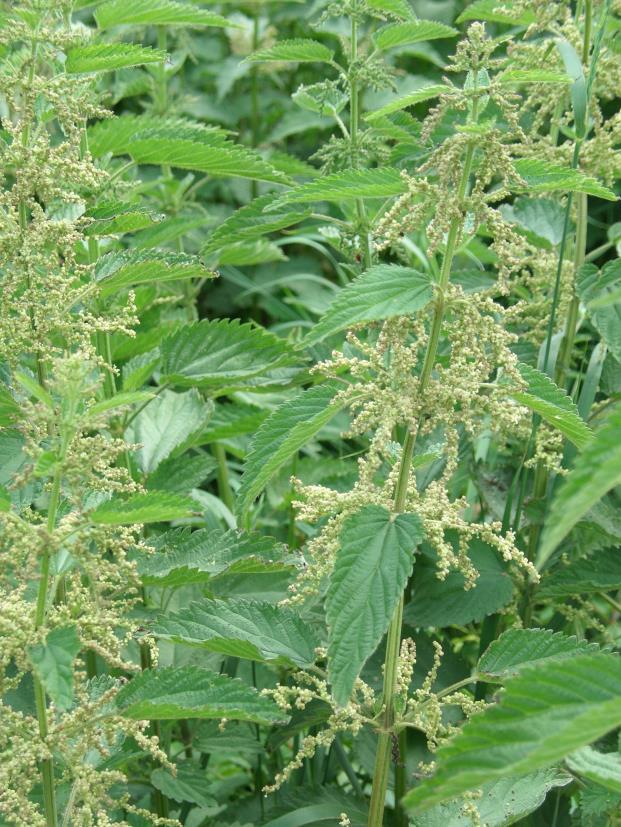 NAGY CSALÁN = Urtica dioica Csípős csalán = Kétlaki csalán Csalánfélék családja, nagy tömegben élő aljnövényzet. Minden része fullánkszőrrel borított. Gyökértörzse hosszú, kúszó, elágazó, barnássárga.