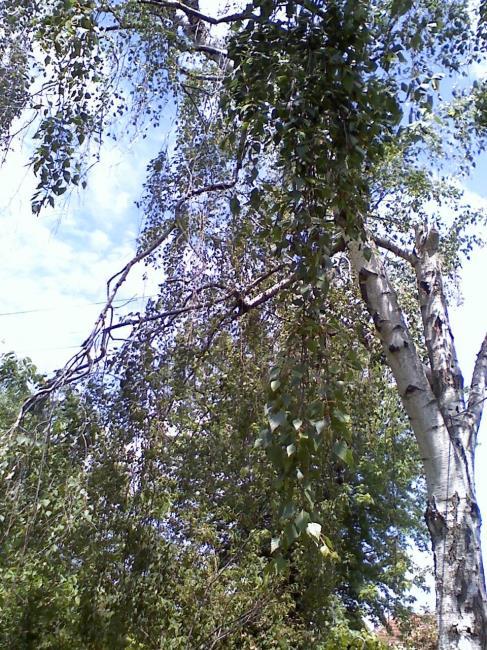 NYÍRFA = Betula pendula Közönséges nyírfa = Bibircses nyír Nyírfafélék családja, fehér kérgű, hajlékony lombú fa. Levele szív alakú, fűrészes, sötétzöld, fonákon halványabb.