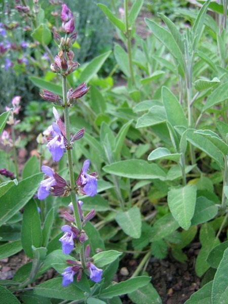 ORVOSI ZSÁLYA = Salvia officinalis (Forrás: internet) Természetes szájvíz Ajakosvirágúak családja, vadon tömegesen termő, hazánkban termesztett bokros, illatos félcserje. 60-100 cm magas.