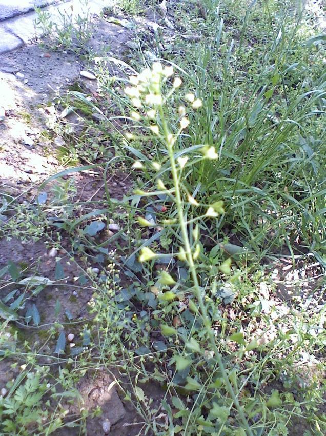 PÁSZTORTÁSKA = Capsella bursa pastoris Paptarsoly = Pásztorerszény Keresztesvirágúak családja, tömegesen élő egy vagy kétéves növény. Szára 20-50 cm magas, elágazó.