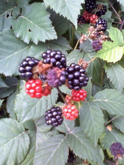 SZEDER = Rubus caesius Hamvas szeder = Vadszeder Rózsafélék családja, sokfelé tömegesen élő cserje. Szára ívesen lehajlók. Levelei szórtak, hármasak, durván fűrészesek, lapjukon gyengén szőrösek.