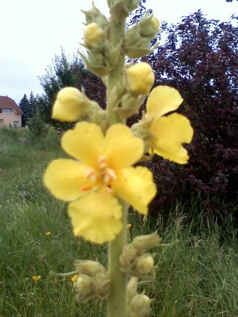 SZÖSZÖS ÖKÖRFARKKÓRÓ = Verbascum phlomoides Mezei gyertya = Sárga virág Tátogatók családja, homokos legelőkön élő kétéves növény. Első évben tőlevelei fejlődnek, 20-30 cm-hosszúak, lándzsásak.