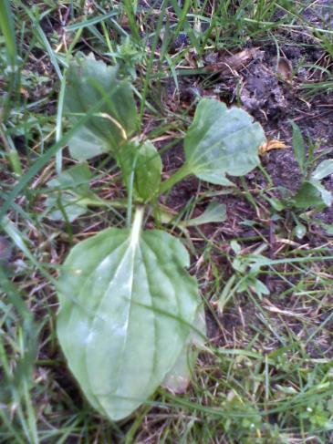 ÚTIFÜVEK = Plantago lanceolata Útifűfélék családja, utak mentén, réteken élő évelő növény. Gyökértörzse számos mellékgyökeret fejleszt. Széleslevelű útifű = Plantago major 15-30 cm magas évelő.