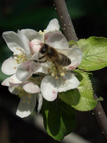 A VIRÁGPOR apiterápiás jelentősége a méhek kincsei A méhek által készített és gyűjtött termékek összessége -apiterápia Apis mellifera=mézgyűjtő Apis mellifica=mézkészítő Az apiterápia fontos gyógyító