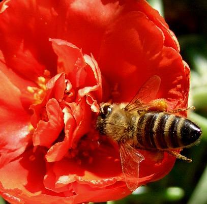 A MÉHKENYÉR apiterápiás jelentősége A méhek által készített és gyűjtött termékek összessége-apiterápia Apis mellifera=mézgyűjtő Apis mellifica=mézkészítő Fermentált virágpép, magas K vitamin
