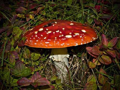 HALLUCINOGÉN GOMBÁK Forrás: internet A pszichodelikus gombák pszichogén anyagokat tartalmaznak. Hatásuk az LSD-hez hasonlítható mivel hallucinációkat okoznak.