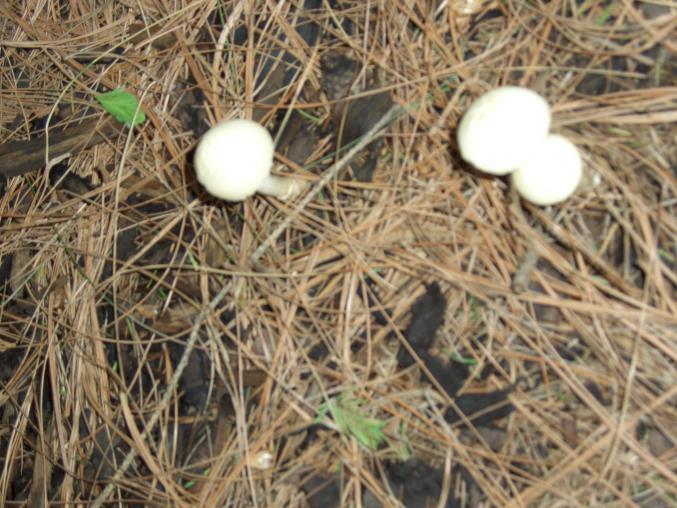 Gyógygombák: - Csiperkegomba, laskagomba, rókagomba, májusi pereszke, vargánya, szarvasgomba, őzlábgomba, élesztőgomba, tölcsérgombák, petrezselyemgomba, pecsétviaszgomba, kucsmagomba stb.