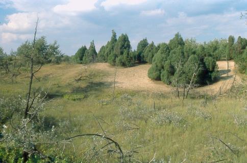, Hahn, I., Kertész, M. és Altbäcker, V. 2004.