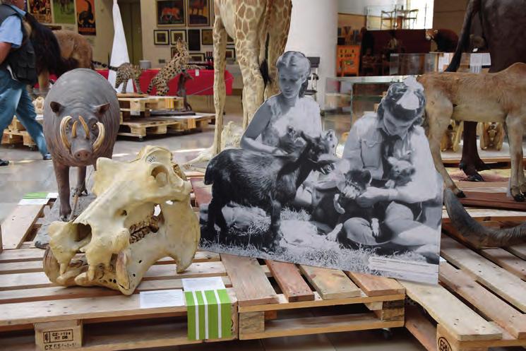 340 Kovács Zs., Hanga Z. & Medzihradszky Zs. 1. ábra Régi fotók hajdan élt állatok Fig. 1. Old photographs the animals of old times ták.