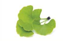 Információ Gyógynövények Ginkgo biloba A ginkgo (más néven páfrányfenyő) a legrégibb élő fafaj, amely egyike a legtöbbet kutatott gyógynövényeknek a világon.
