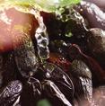 Az illatot meghatározza a svéd borostyán aromája. A növény a barátság és az odaadás szimbóluma.