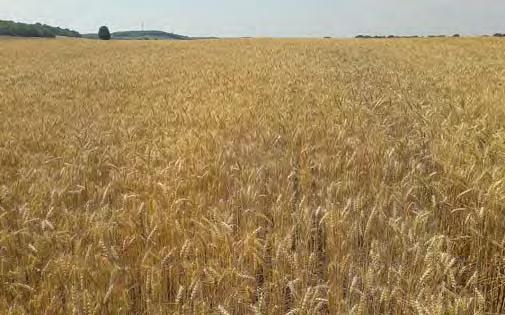 5 Őszi gyomirtás hatékonysága betakarítás előtt (2017. június 21.