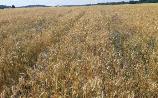 , Kám) hogy 200-300 db/m 2 növényt számolunk meg a gyomirtási kísérletek kezeletlen kontrolljaiban, ami már jelentôs termésveszteséggel jár. Mit javasol, mikor védekezzünk ezek ellen a gyomok ellen?