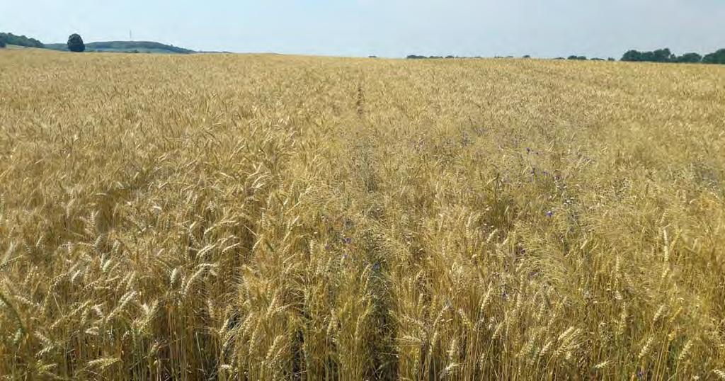 9 Az Agility 1,25 l/ha + Mezzo 20 g/ha gyomirtószer-kombináció hatása hibridbúzában 100 90 gyomirtó hatás (%) 80 70 60 50 40 30 20 10 0 Nagy széltippan Napraforgóárvakelés Perzsa veronika Piros
