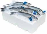 Makréla zsigerelt (Scomber scombrus) 300-500 g Sima Lepényhal (Pleuronectes platessa) 300-400 g Humboldt Tintahal