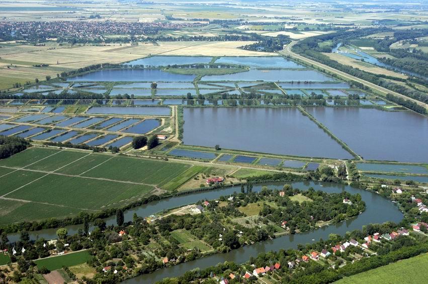 A halastavak jellemzően földmedrű, gátak által határolt építmények, ahol a halak természetszerű környezetben növekednek, a hozzáférhető tápanyagokból napfény segítségével keletkező természetes