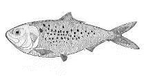 Menhaden Sprat ~ 5 millio tonna halliszt Blue