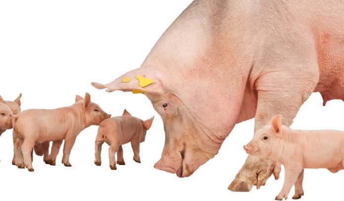 vitamin ellátással (OVN) javított koca produktivitás jobb termelést,