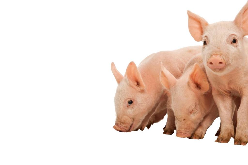 Az állategészségügy holisztikus megközelítése beleértve a megfelelő takarmány kiegészítők alkalmazását Az antibiotikum mentes rendszerek a bélegészségügy holisztikus megközelítésén alapulnak Telepi