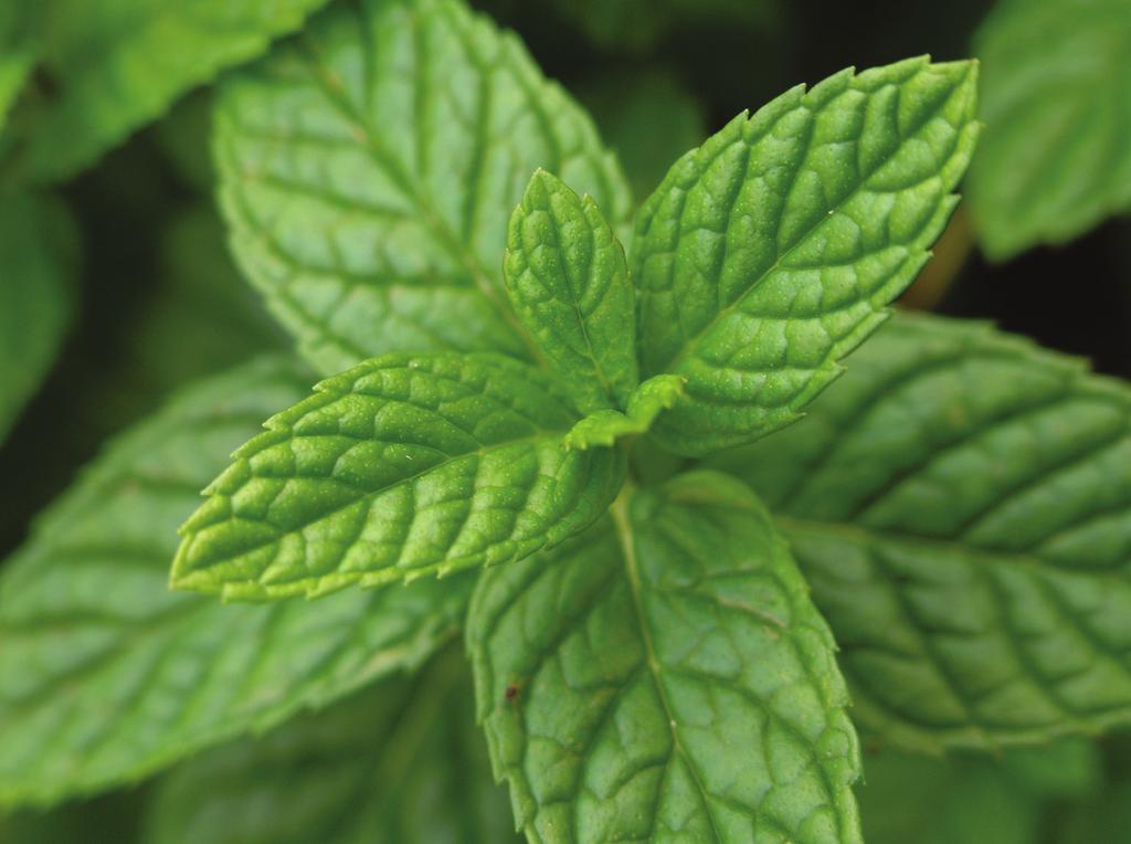 Az esszenciális olajok a növényekben természetesen megtalálható aromás vegyületek. A természetben ezek az összetevők segítenek megvédeni a növényt.
