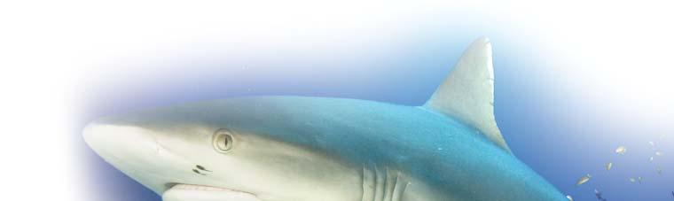 A C Á P A E R E J E I N T E R N A T I O N A L Shark Aid 90 tabletta Földünkön több mint 400 millió éve változatlan formában élnek a cápák. Ezek az ún.