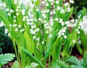 alkotók: sziklai csenkesz (Festuca