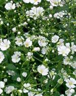 ), bugás lángvirág (Phlox paniculata), bárányfarok (Amaranthus