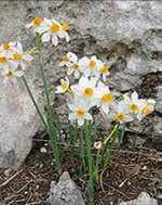 Alacsony növésű szegélyvirágok porcsinrózsa (Portulaca